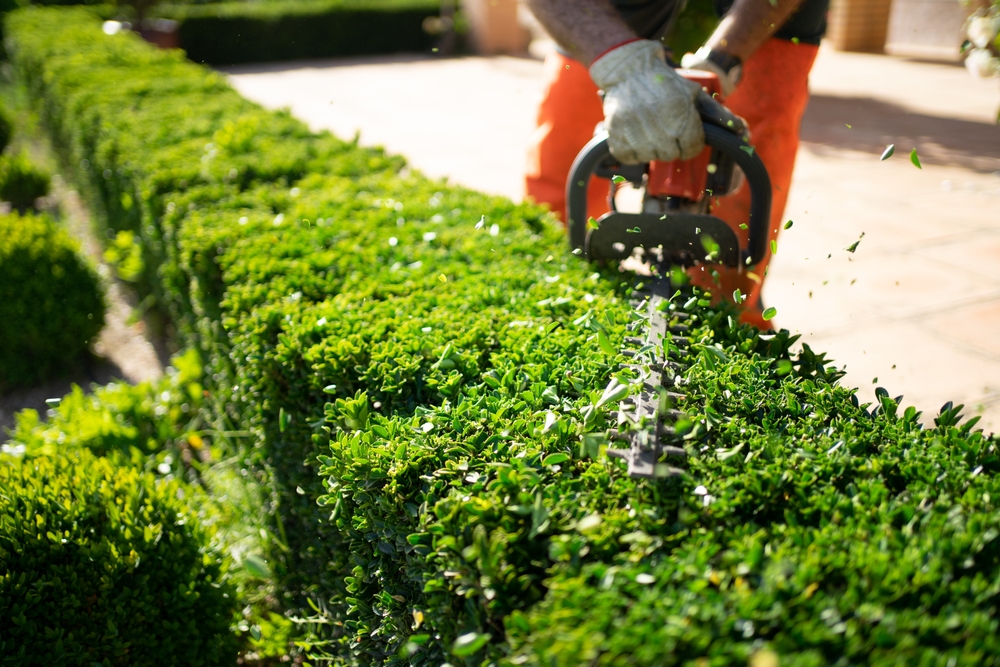 Garden & tree experts in Cromer and Norfolk